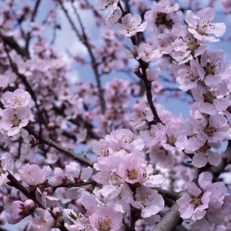 Juanin - Turistico Gold Holiday home