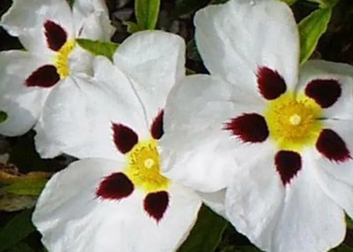 Prázdninový dům Juanin - Turistico Gold Fresnedoso de Ibor