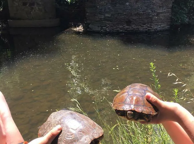 Juanin - Turistico Gold * Fresnedoso de Ibor